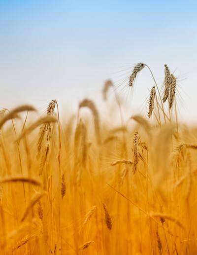 RAISA eG: Frontansicht eines Getreidefeldes