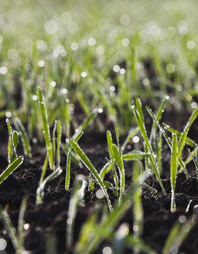 RAISA eG: Junge grüne Getreide-Triebe auf einem Feld