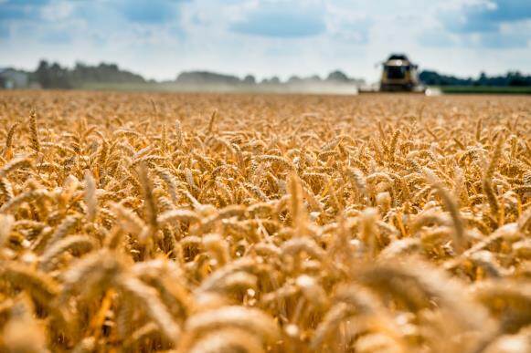 Du siehst ein reifes, goldenes Weizenfeld mit Mähdrescher im Hintergrund bei sonnigem Wetter.