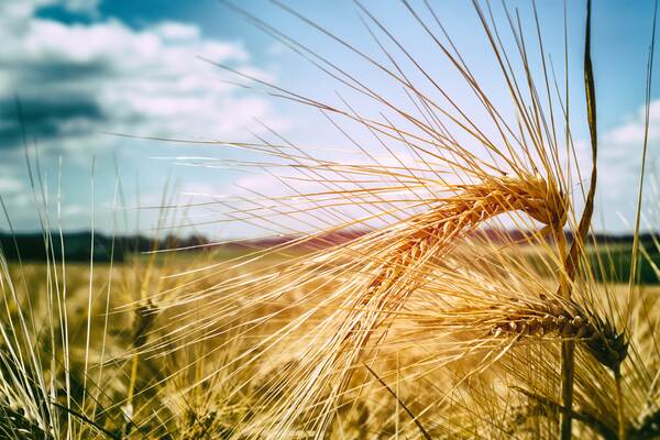 Du siehst eine Nahaufnahme von reifen Gerstenähren auf einem goldgelben Feld bei sonnigem Wetter.