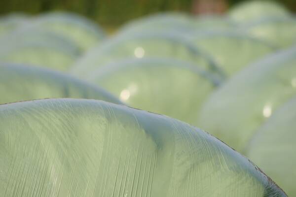 Du siehst dicht aneinanderliegende, hellgrün folierte Siloballen auf einer Wiese oder einem Feld.