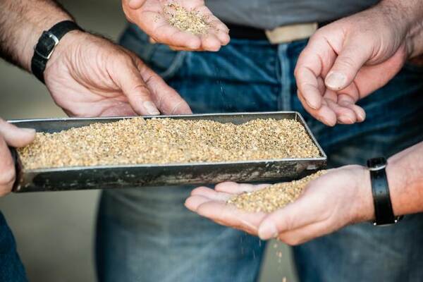 Du siehst drei Hände, die lose Körner aus einer Metallschale prüfen und in der Hand begutachten.