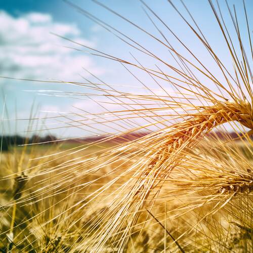 Du siehst eine Nahaufnahme von reifen Gerstenähren auf einem goldgelben Feld bei sonnigem Wetter.
