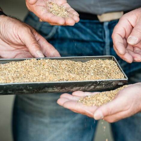 Du siehst drei Hände, die lose Körner aus einer Metallschale prüfen und in der Hand begutachten.