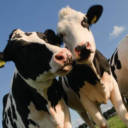 Du siehst zwei schwarz-weiße Kühe auf einer Weide unter blauem Himmel aus der Froschperspektive.