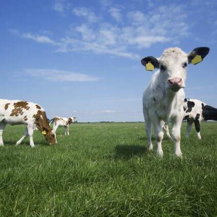 Du siehst junge Kühe auf einer grünen Weide unter blauem Himmel mit vereinzelten Wolken.