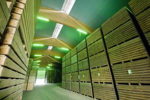 Du siehst eine Lagerhalle mit hohen Stapeln aus Holzboxen zur Aufbewahrung von Pflanzkartoffeln.