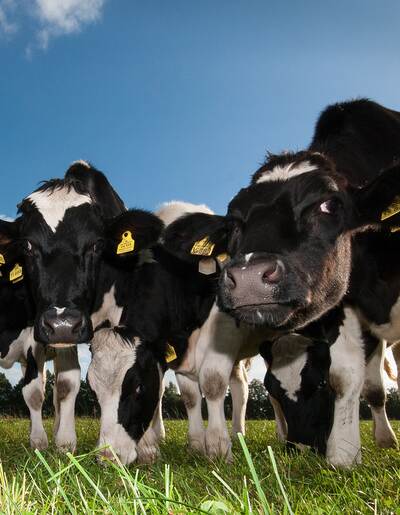 RAISA eG: Eine Herde Kühe schaut aus der Froschperspektive neugierig in die Kamera