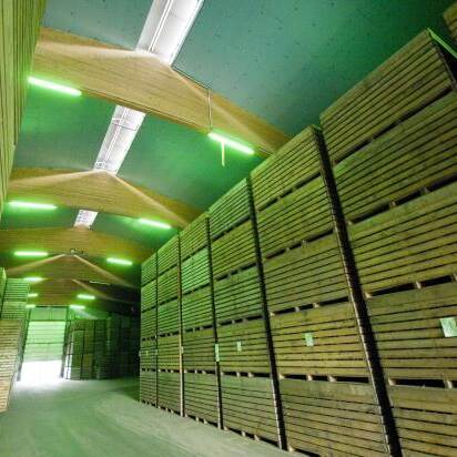 Du siehst eine Lagerhalle mit hohen Stapeln aus Holzboxen zur Aufbewahrung von Pflanzkartoffeln.