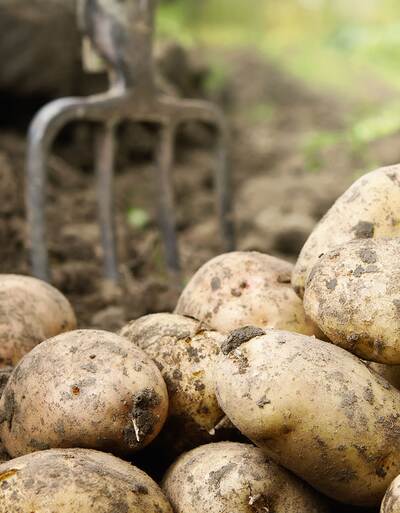 RAISA eG: Ausgegrabene Kartoffeln direkt auf dem Acker