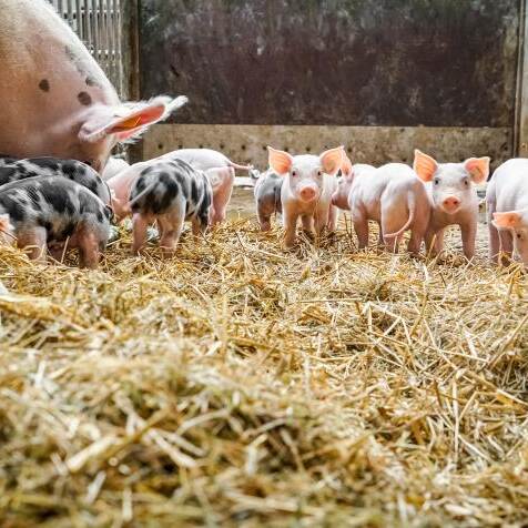 Du siehst eine Gruppe junger Ferkel im Stall auf frischem Stroh zusammen mit einer Sau.