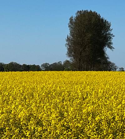 RAISA eG: Ein großes Rapsfeld vor dem Horizont
