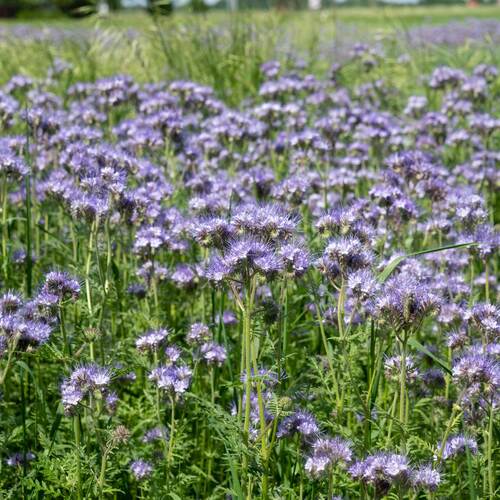 Du siehst ein blühendes Feld mit lila Phacelia-Blüten als Bienenweide und Zwischenfrucht im Sommer.