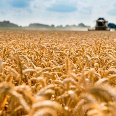 Du siehst ein reifes, goldenes Weizenfeld mit Mähdrescher im Hintergrund bei sonnigem Wetter.