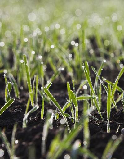 RAISA eG: Junge grüne Getreide-Triebe auf einem Feld