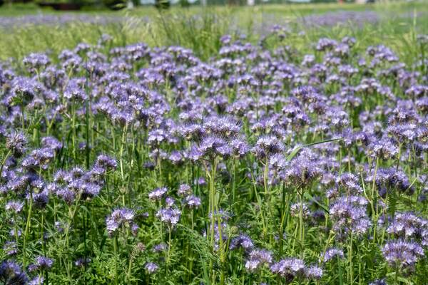 Du siehst ein blühendes Feld mit lila Phacelia-Blüten als Bienenweide und Zwischenfrucht im Sommer.