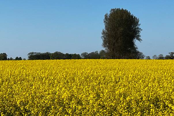 Spritzfahrzeug in einem gelben Rapsfeld unter blauem Himmel mit weißen Wolken