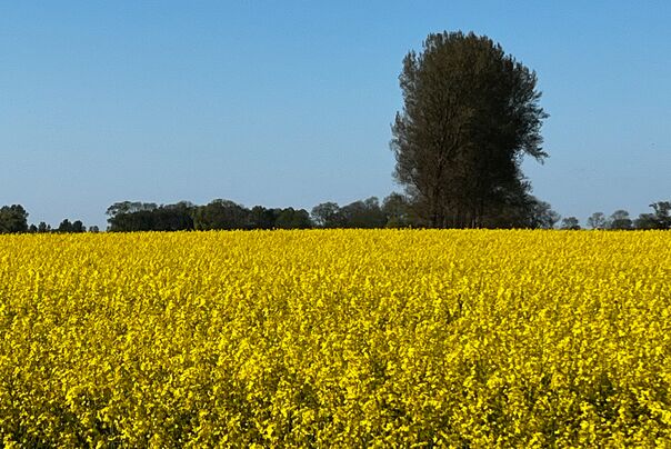 Spritzfahrzeug in einem gelben Rapsfeld unter blauem Himmel mit weißen Wolken